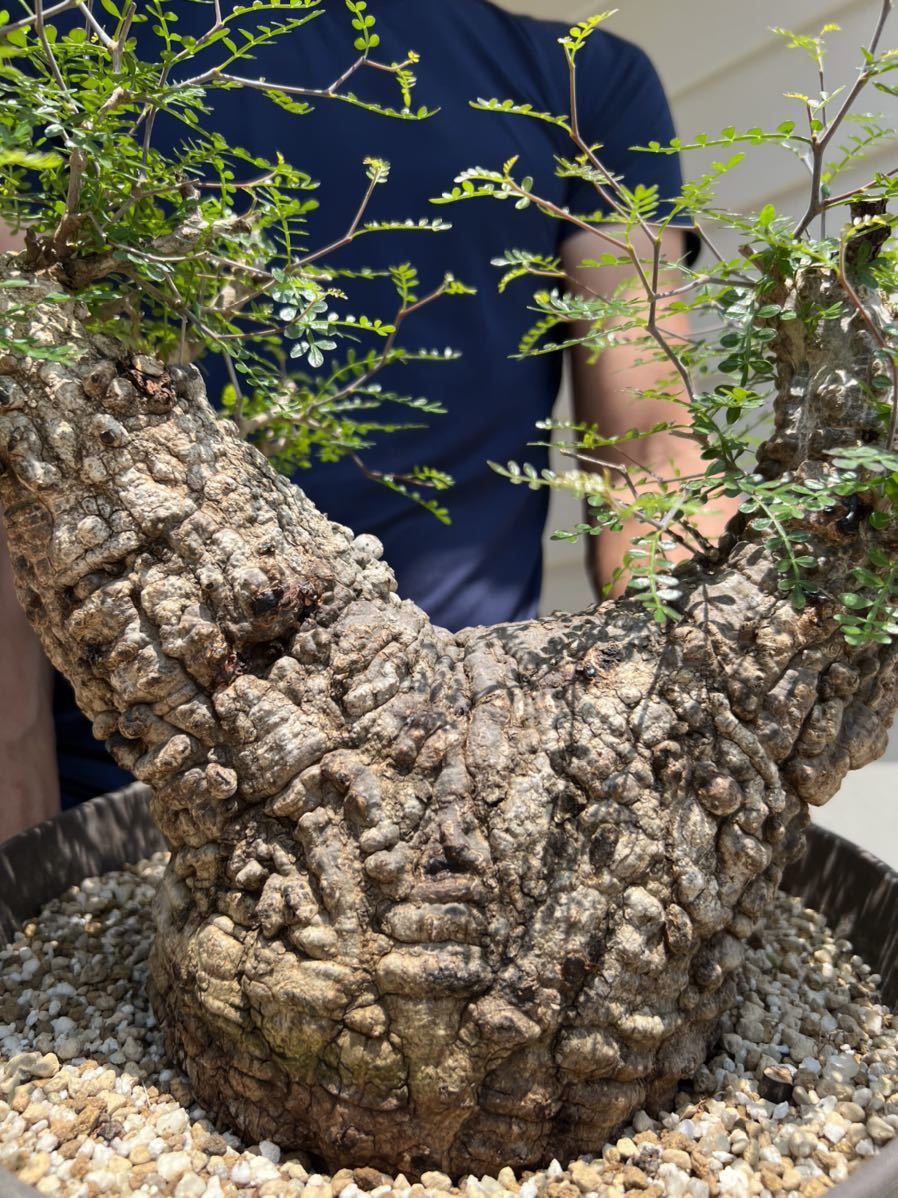 オペルクリカリア パキプス 大株(観葉植物)｜売買されたオークション