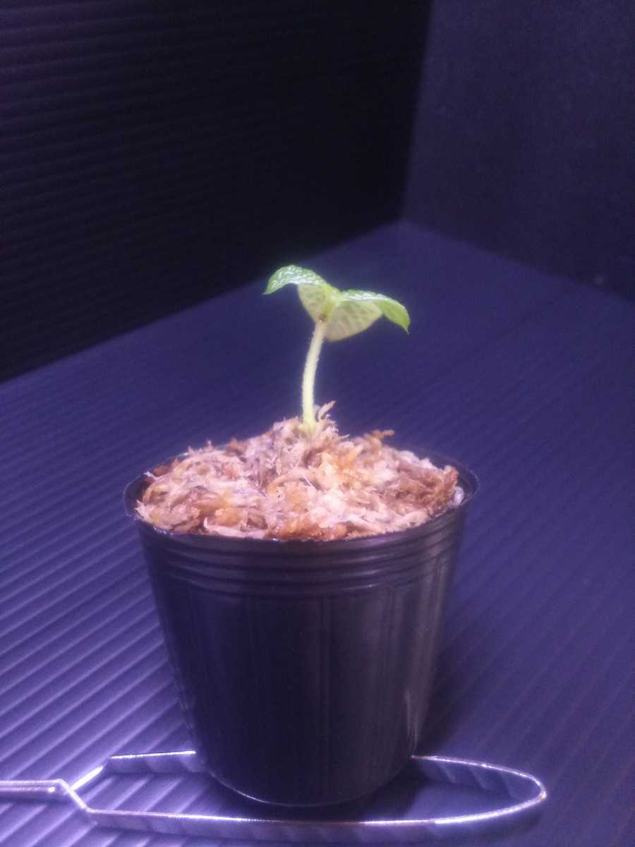 カット苗ゲスネリアsp.?カユラピスTB便 Gesneriaceae sp.?\u201cKayu