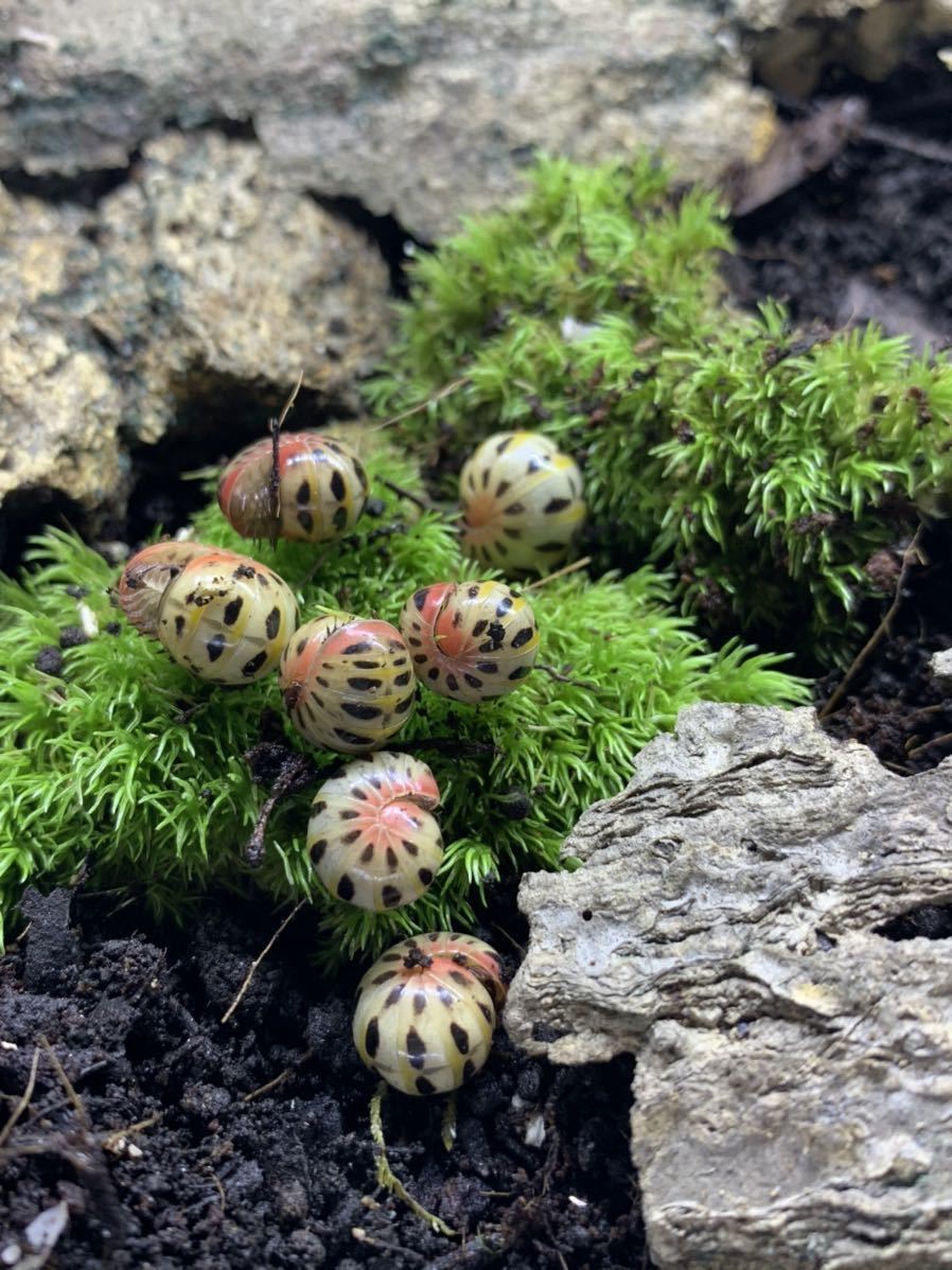 タイ産キャンディボール Wc7匹 タマヤスデ ヤスデ ダンゴムシ その他 売買されたオークション情報 Yahooの商品情報をアーカイブ公開 オークファン Aucfan Com