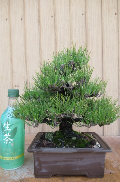 四国黒松盆栽(樹高25cm) 中品盆栽 和鉢 石灰硫黄合剤で予防済み(松