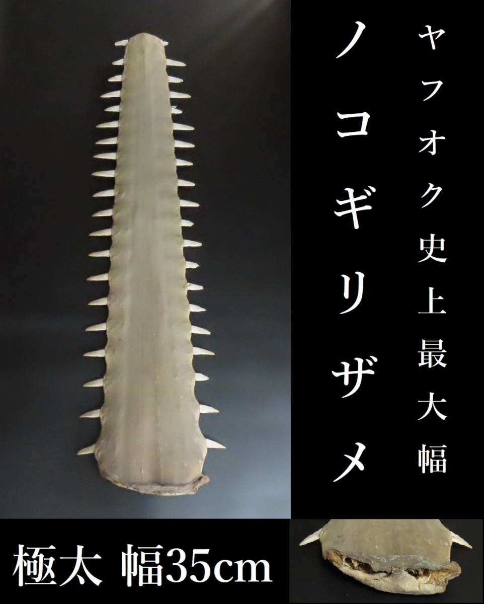 ノコギリザメの歯 標本 希少 【公式通販】