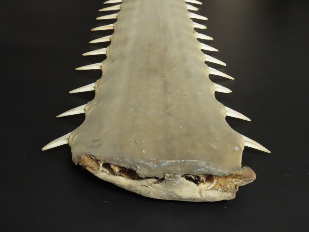 ヤフオク史上最大幅!! 特大歯 横幅35cm 全長133cm 重量7.2kg 