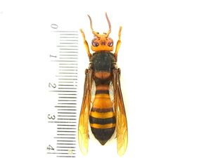 標本 蜂の値段と価格推移は 11件の売買情報を集計した標本 蜂の価格や価値の推移データを公開