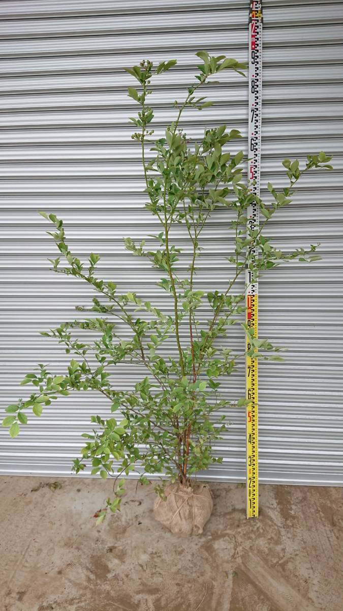 落葉樹　大人気　ブルーベリー　「ホームベル」1.8ｍ位　*引き取り限定　近隣のみ配達可能*（別途料金）埼玉県日高市より出品