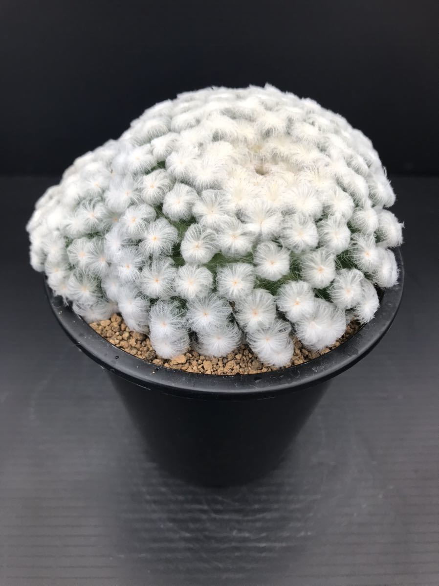 サボテン マミラリア 白星 仏頭 実生 サボテン 売買されたオークション情報 Yahooの商品情報をアーカイブ公開 オークファン Aucfan Com