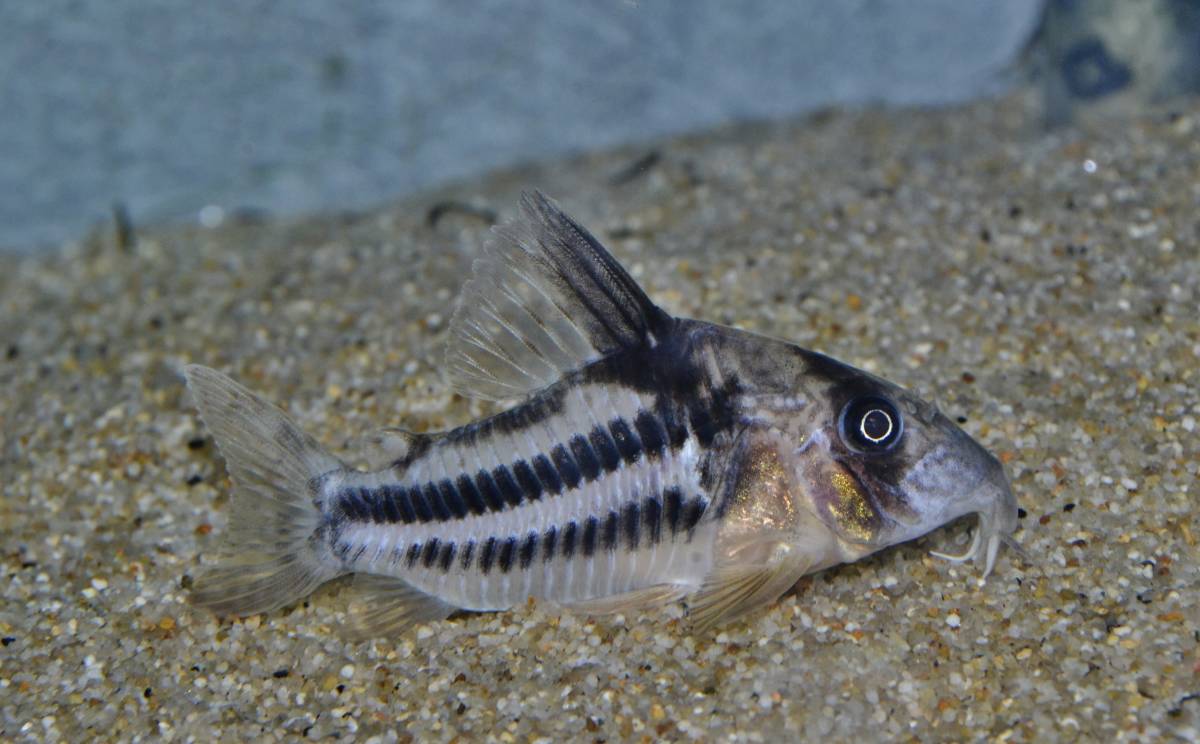 ★コリドラス sp. スーパーアンチェスター＝アンチェリニアタス　新称★