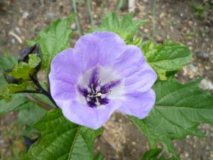 黒ほおずきの値段と価格推移は 24件の売買情報を集計した黒ほおずきの価格や価値の推移データを公開