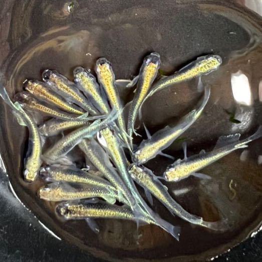 〜悠々めだか〜　カブキめだか　２０匹＋α　去年産まれ　現物　メダカ　_1