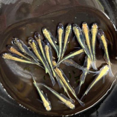 〜悠々めだか〜　カブキめだか　２０匹＋α　去年産まれ　現物　メダカ　_2