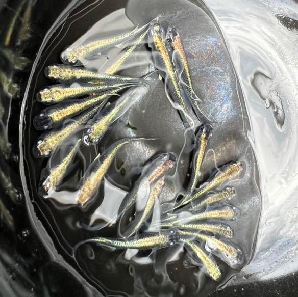 〜悠々めだか〜　カブキめだか　２０匹＋α　去年産まれ　現物　メダカ　_3