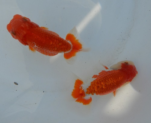 金魚の王様 らんちゅう 特選浜松系統 二歳魚 得々二尾セット らんちゅう 売買されたオークション情報 Yahooの商品情報をアーカイブ公開 オークファン Aucfan Com