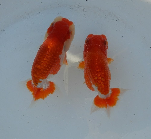 金魚の王様 らんちゅう 特選浜松系統 二歳魚 得々二尾セット らんちゅう 売買されたオークション情報 Yahooの商品情報をアーカイブ公開 オークファン Aucfan Com