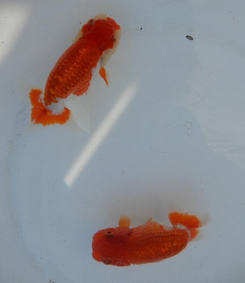 金魚の王様 らんちゅう 特選浜松系統 二歳魚 得々二尾セット らんちゅう 売買されたオークション情報 Yahooの商品情報をアーカイブ公開 オークファン Aucfan Com