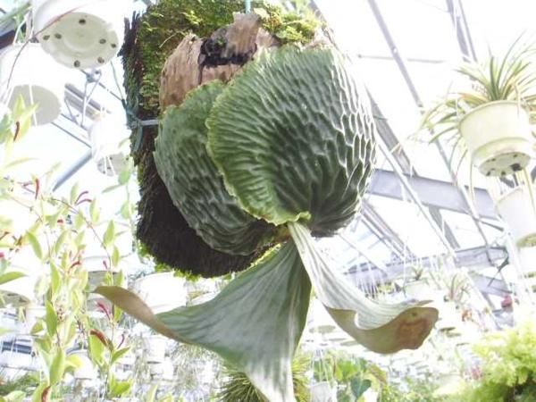 KN　コウモリラン　‘マダガスカルエンセ‘