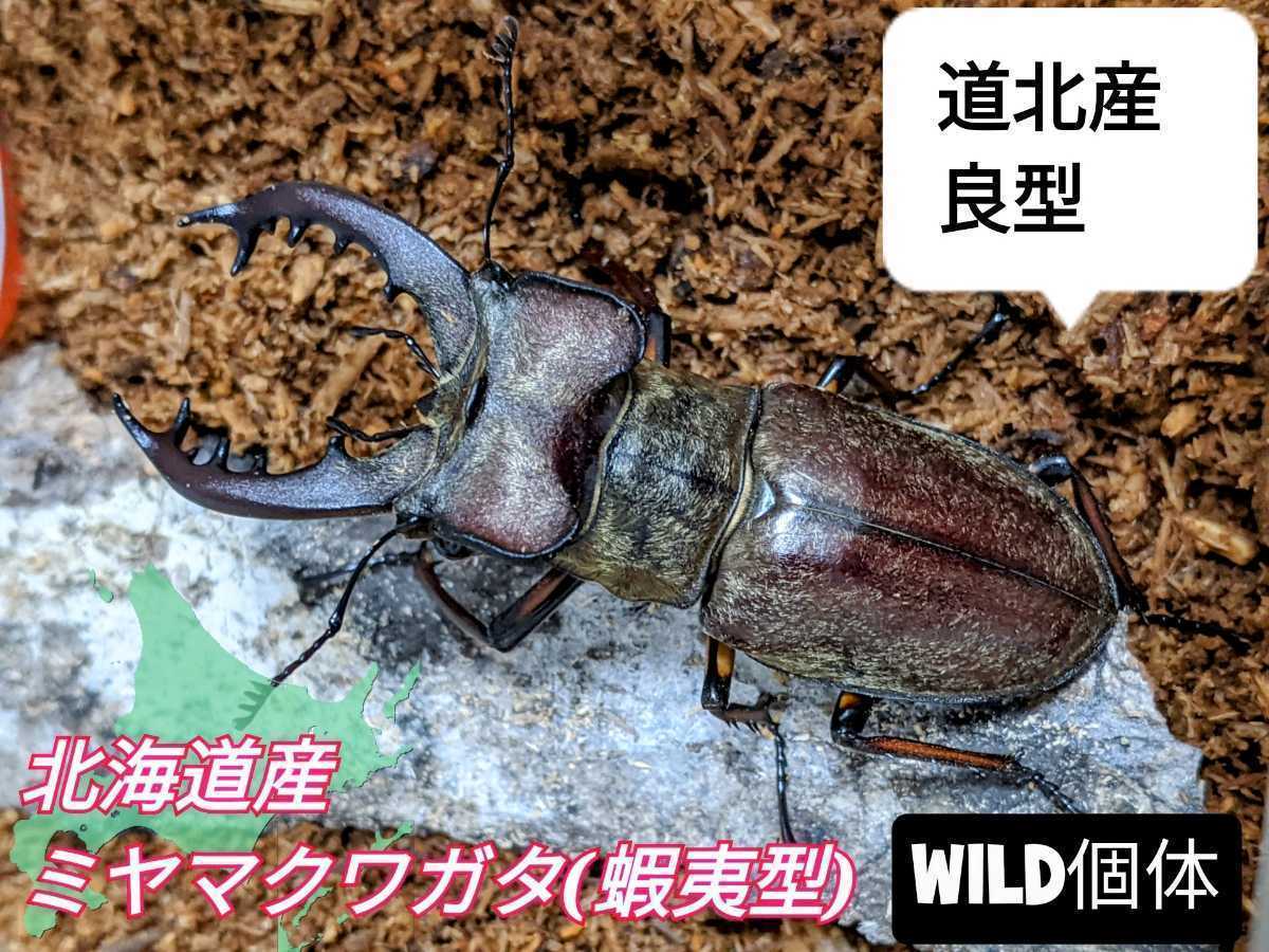 限定セール，定番 北海道産 ミヤマクワガタ エゾ型 WD個体♂6(国産)｜売買されたオークション情報、yahooの商品情報をアーカイブ公開 - オークファン 国産