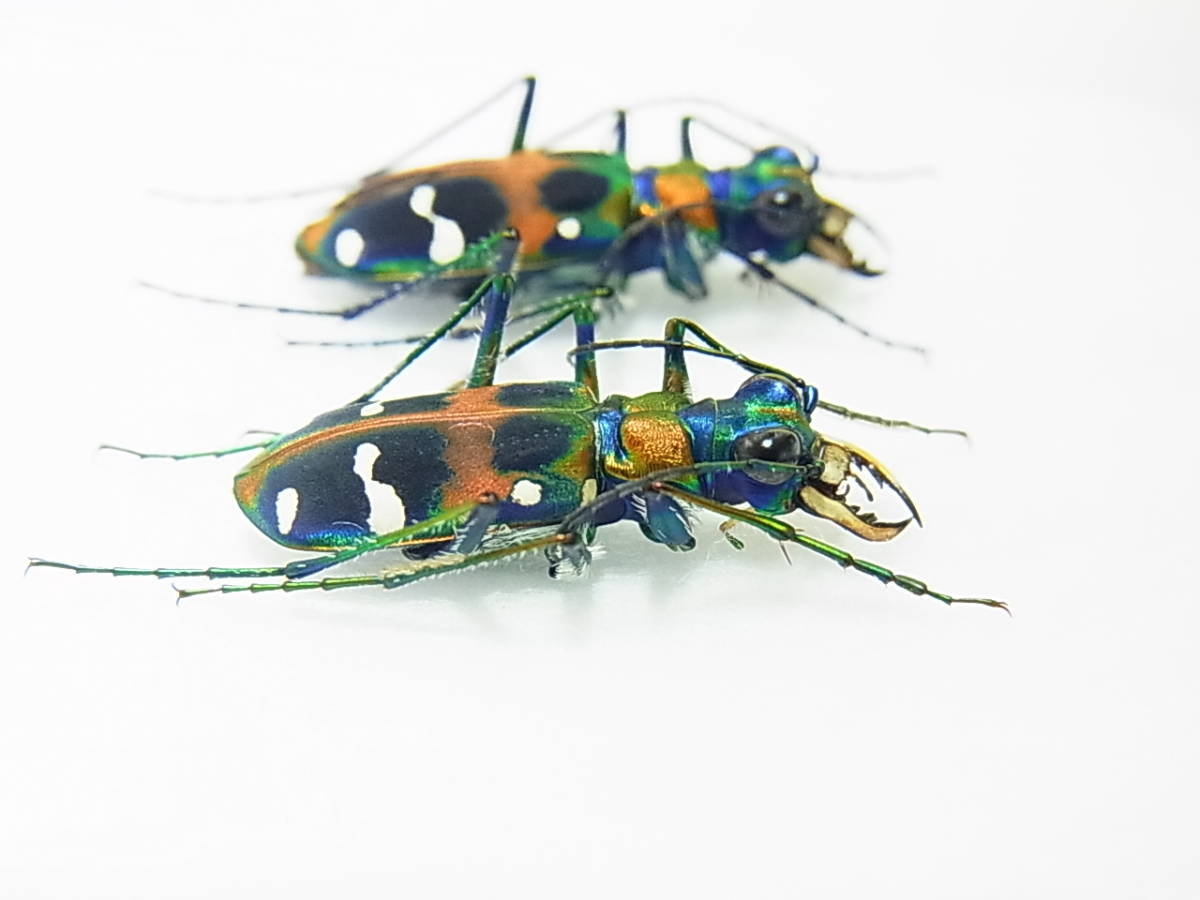 滋賀県甲賀市産ナミハンミョウ・ペア標本 20㎜オーバー大型 美麗品(虫