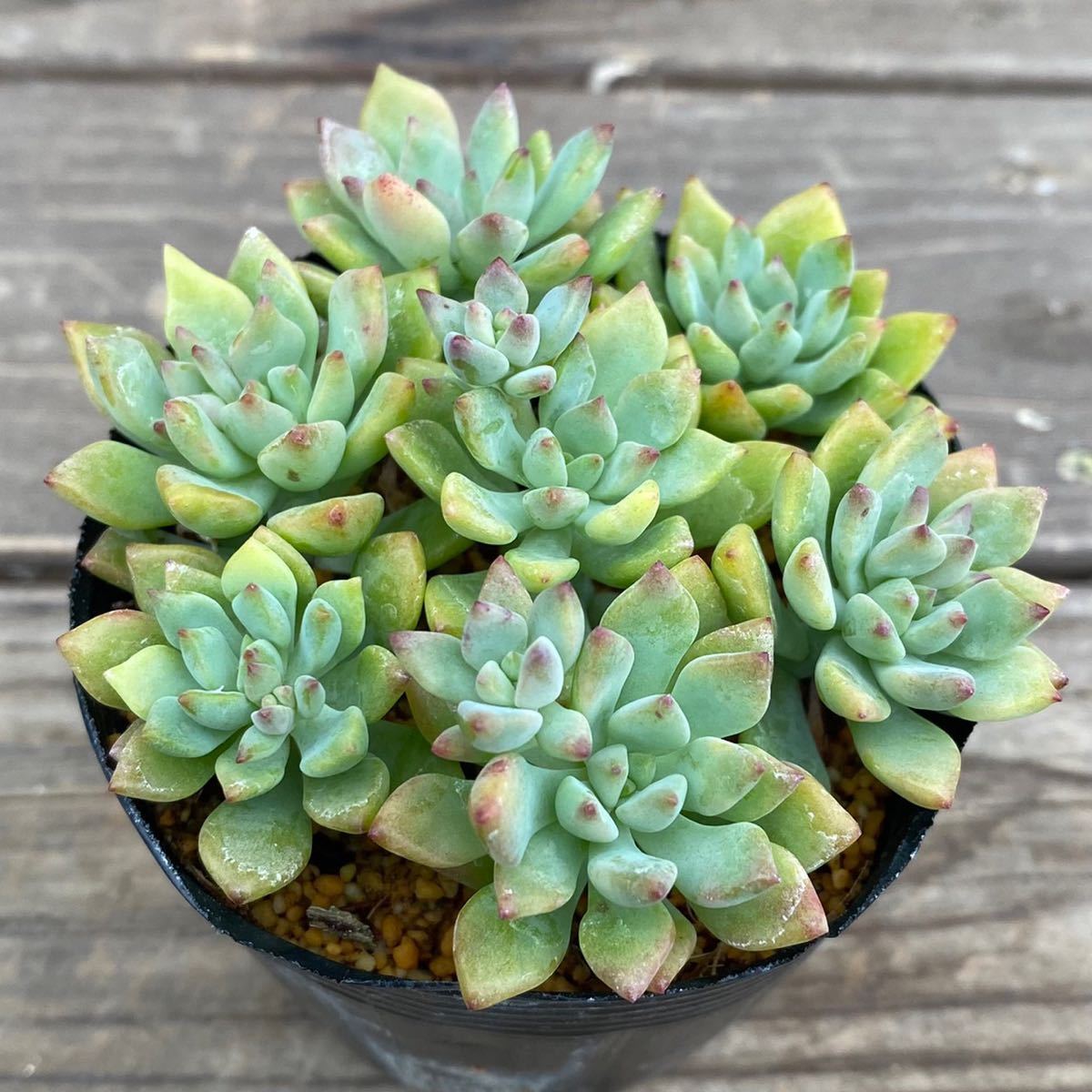 多肉植物 リトルビューティー セダム 2 5寸ポット 75 観葉植物 売買されたオークション情報 Yahooの商品情報をアーカイブ公開 オークファン Aucfan Com