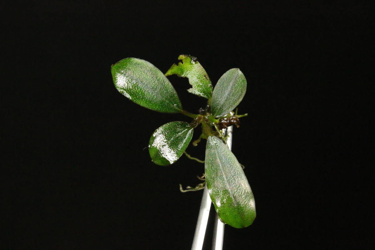 TB便！ パールグレイ！ ブセファランドラ パールグレイ Bucephalandra 