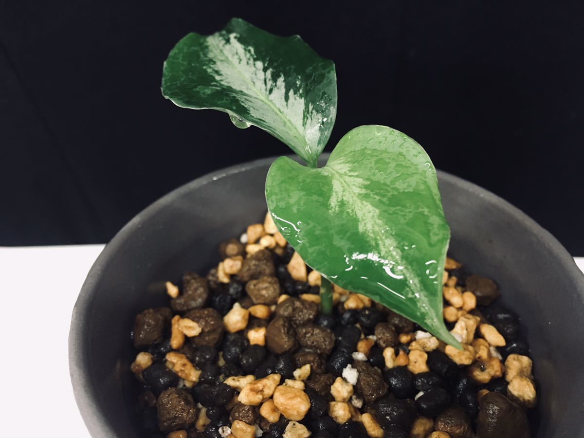 子株・在庫極少】AZ便ネームド：Aglaonema pictum”Laplace”UC from 