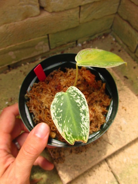 フィロデンドロン イルセマニー斑入り (Philodendron Ilsemanii 