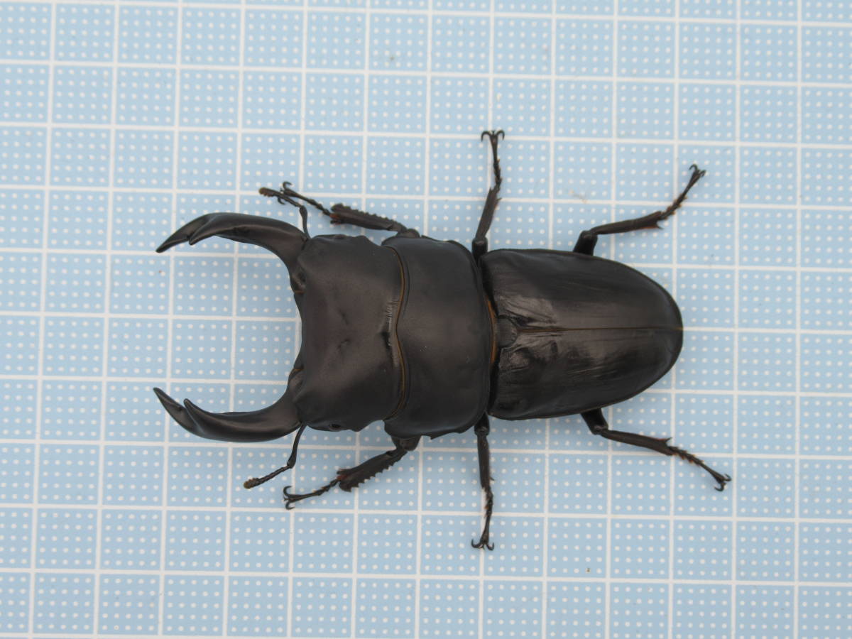 国産オオクワガタ 能勢YG ♂1頭 ♀2頭 ♂81.7mm ♀52.6mm