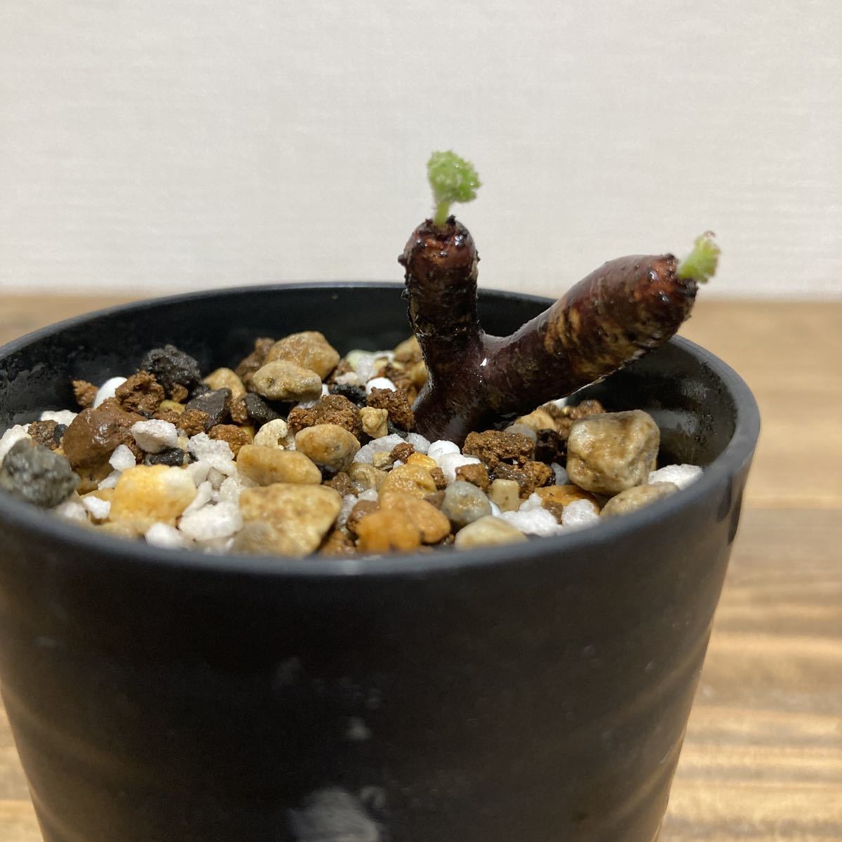 現地株 Pelargonium mirabile ペラルゴニウム ミラビレ 挿木 発根済