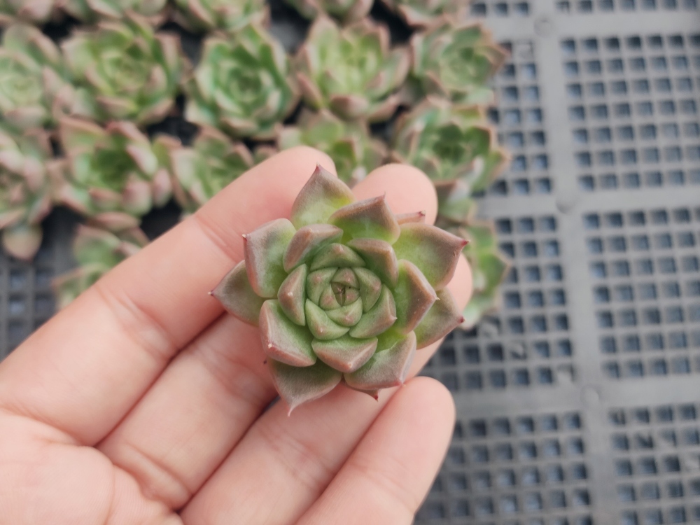 エケベリア 多肉植物 ローズエレガンス | るる農園~多肉植物専門 韓国