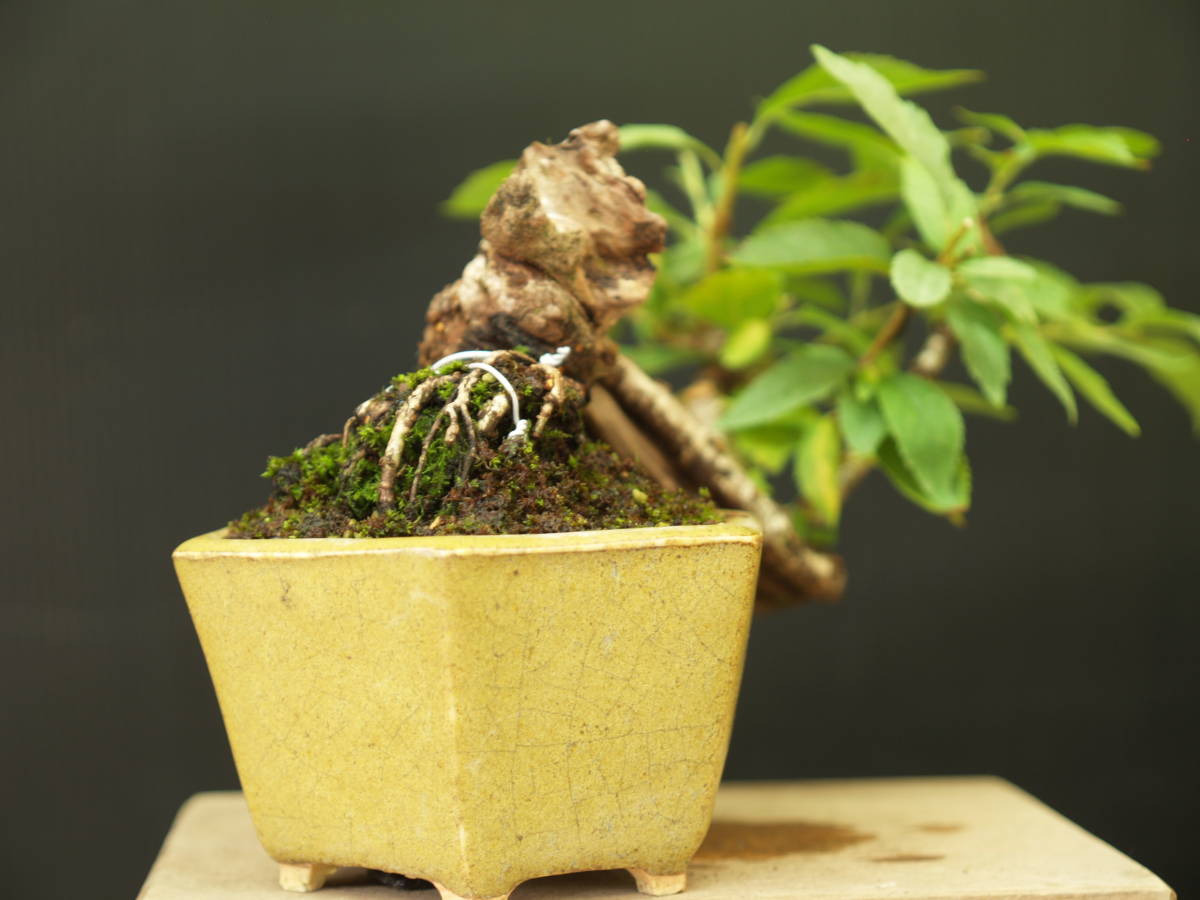⭐️値下げ⭐️皐月盆栽 満開 鉢植え 富士桜 富士桜