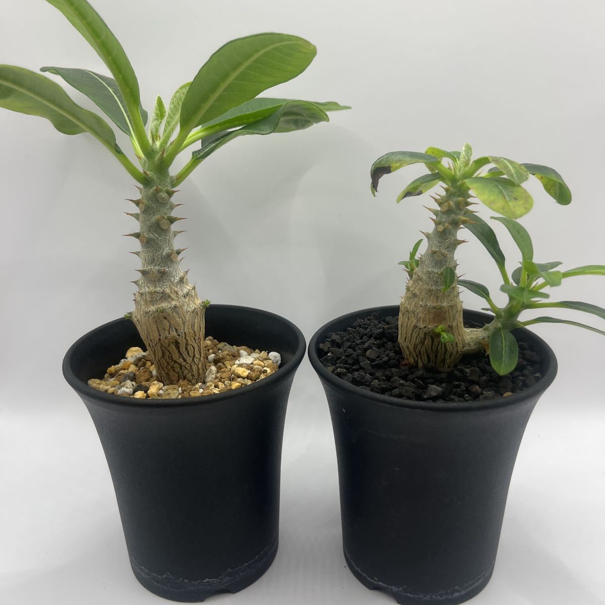ク6484 「現地」アデニア オバタ 抜き苗【未発根・塊根植物・Adenia