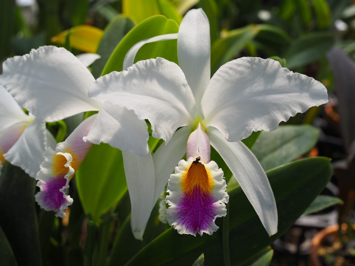 ☆洋蘭原種☆カトレアC.gaskelliana semialba 'Hanza' (OG)原産地由来