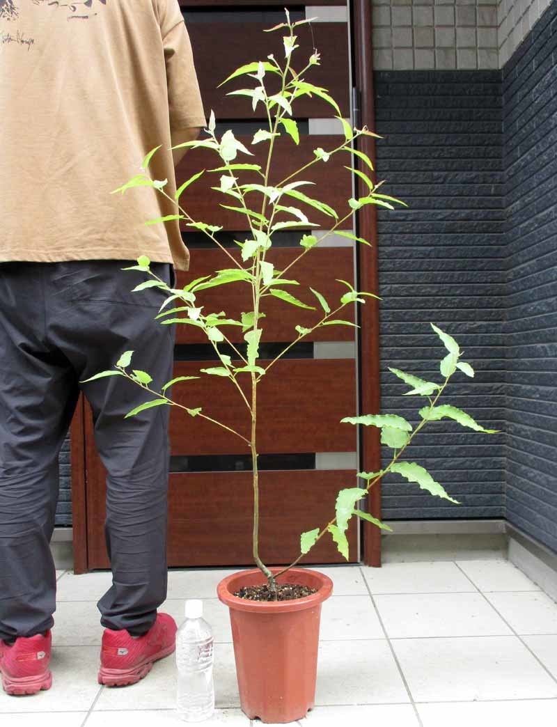 ユーカリ グロブルス 6号 ブルーガム 別名ブルーガム 常緑高木 ｒ4番 倉庫 別名ブルーガム