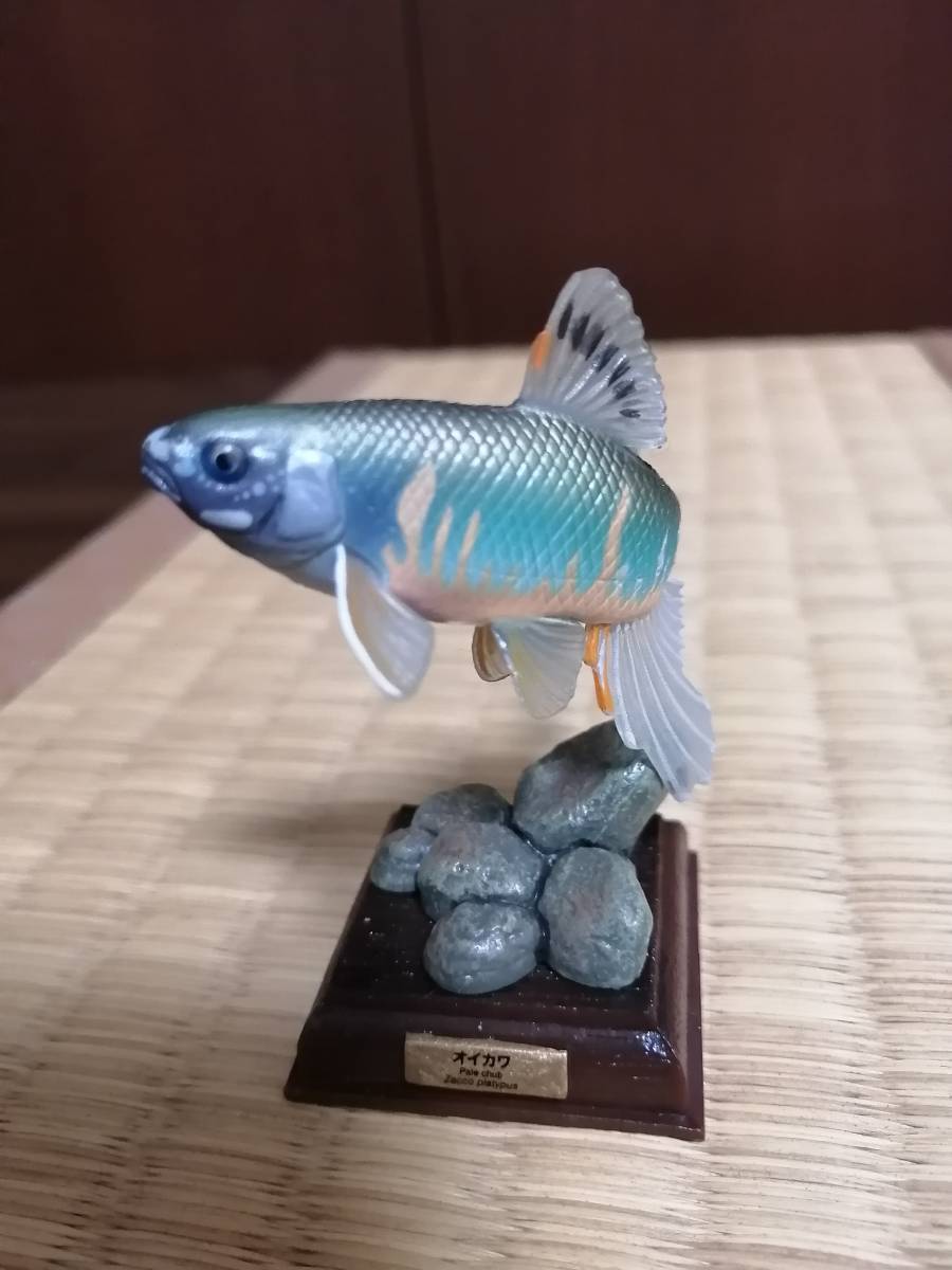原色淡水魚図鑑シリーズ オイカワ 繁殖期 Ver 日本の動物コレクション 売買されたオークション情報 Yahooの商品情報をアーカイブ公開 オークファン Aucfan Com