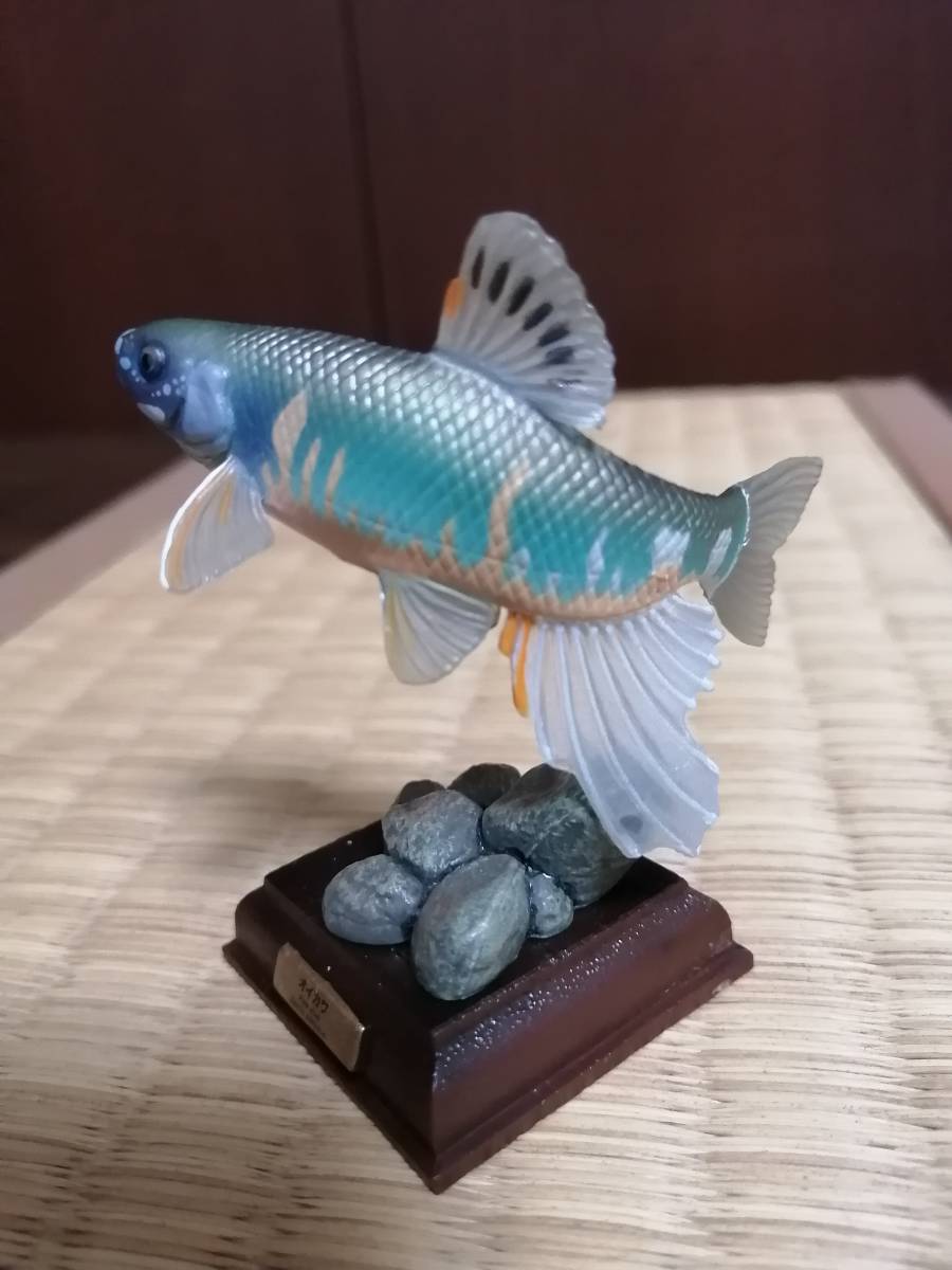 原色淡水魚図鑑シリーズ オイカワ 繁殖期 Ver 日本の動物コレクション 売買されたオークション情報 Yahooの商品情報をアーカイブ公開 オークファン Aucfan Com