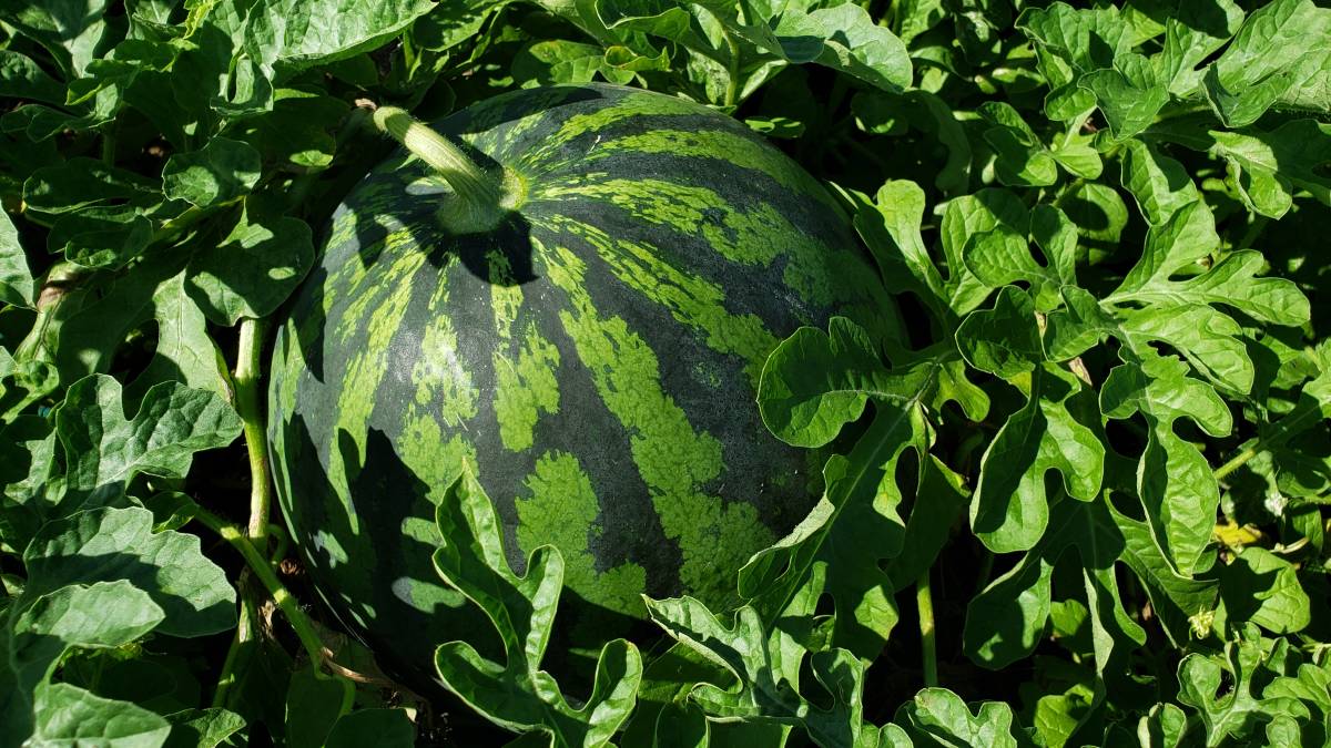 信州産 スイカ 特大羅皇ザスイート 約13、8キロ スイカ 野菜、果物