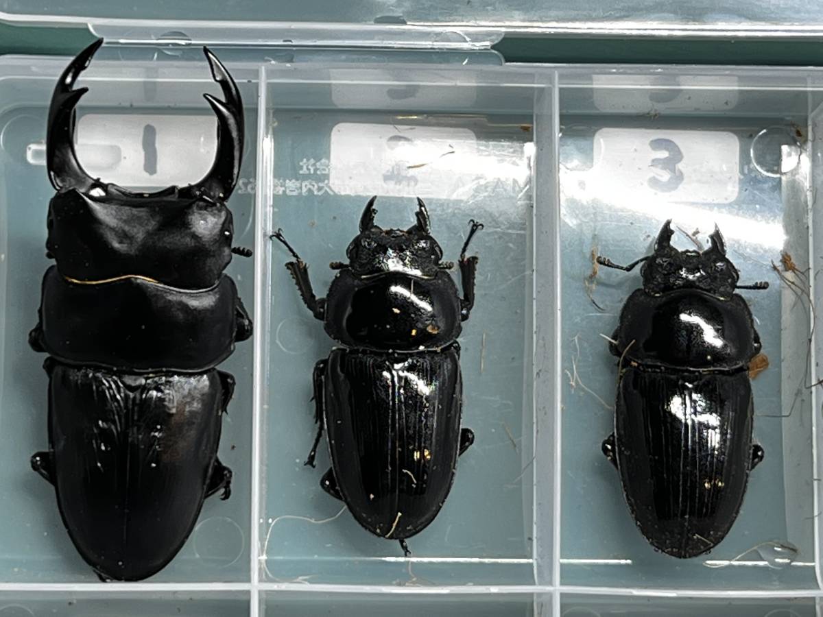 貴重！】 チリクワガタ ♀ 標本 コガシラクワガタ グラントチリ