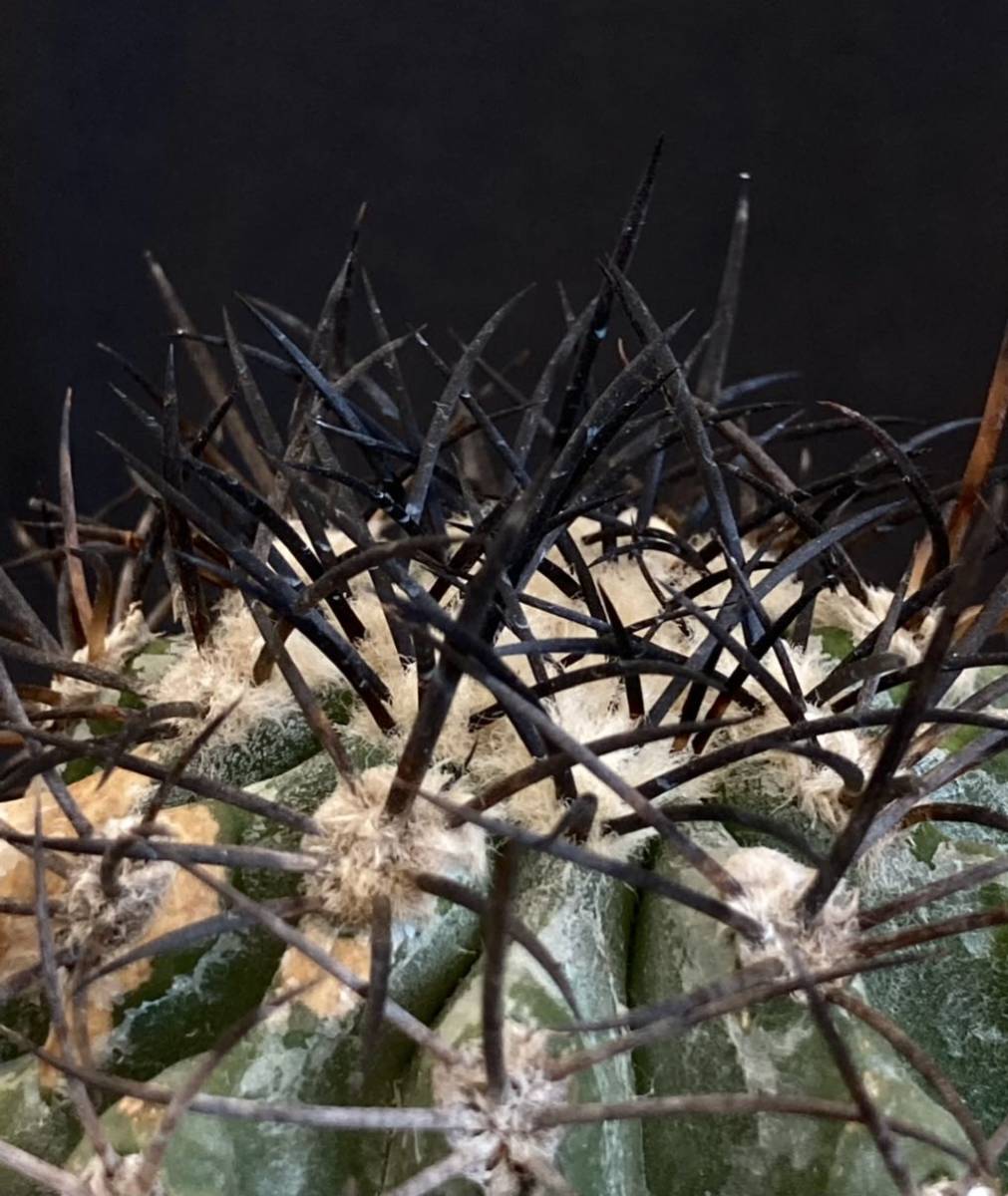 グリセオビオラセア 実生Copiapoa griseoviolacea コピアポア・グリ