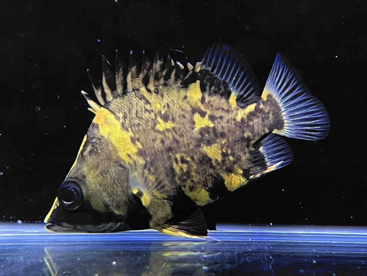 キクラウルトラショート約24センチ 引き取り魚 キクラ系 極美個体 