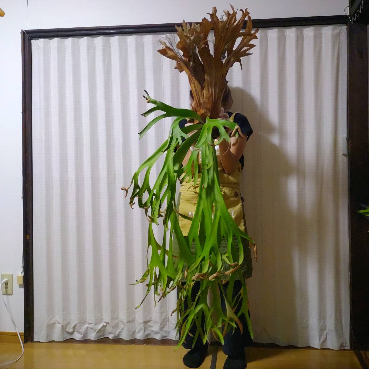 ☆1円スタート☆099 ビカクシダ 植物 ☆Platycerium willinckii