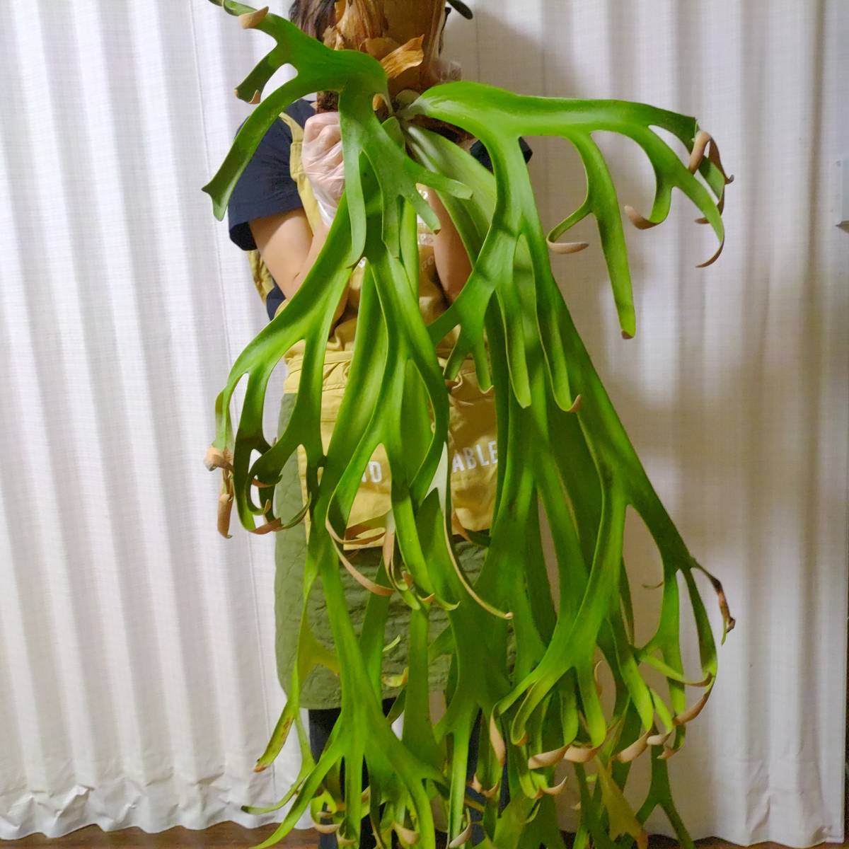 ☆1円スタート☆099 ビカクシダ 植物 ☆Platycerium willinckii