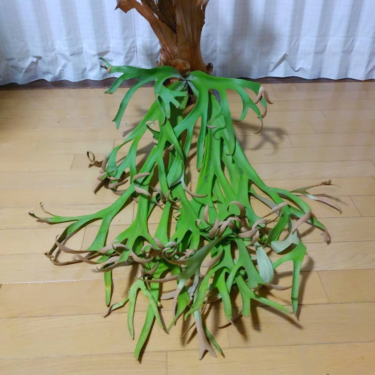 ☆1円スタート☆099 ビカクシダ 植物 ☆Platycerium willinckii