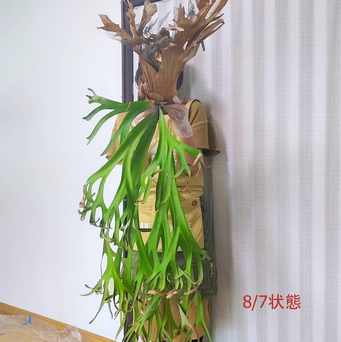 ☆1円スタート☆099 ビカクシダ 植物 ☆Platycerium willinckii