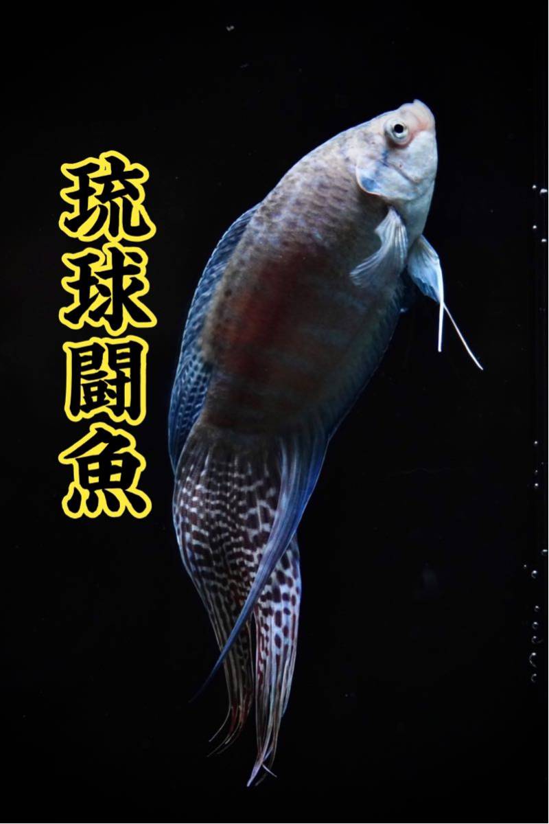 ☆ペア2匹セット☆琉球レッド☆琉球闘魚☆パラダイスフィッシュ ☆ペア2匹セット☆琉球レッド☆琉球闘魚☆パラダイスフィッシュ