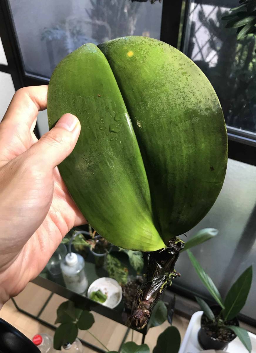 バルボフィラム ベッカリー Bulbophyllum beccarii サラワク州産 現地株　【ラン 洋蘭 蘭 希少 珍奇植物 原種】