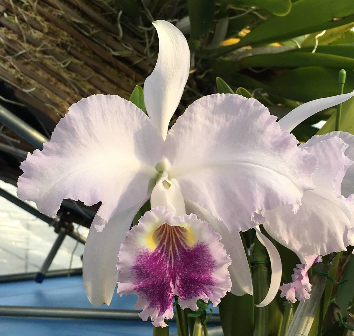 coerulea lueddemanniana Cattleya v. — Palmer Orchids - 洋蘭 Yahoo
