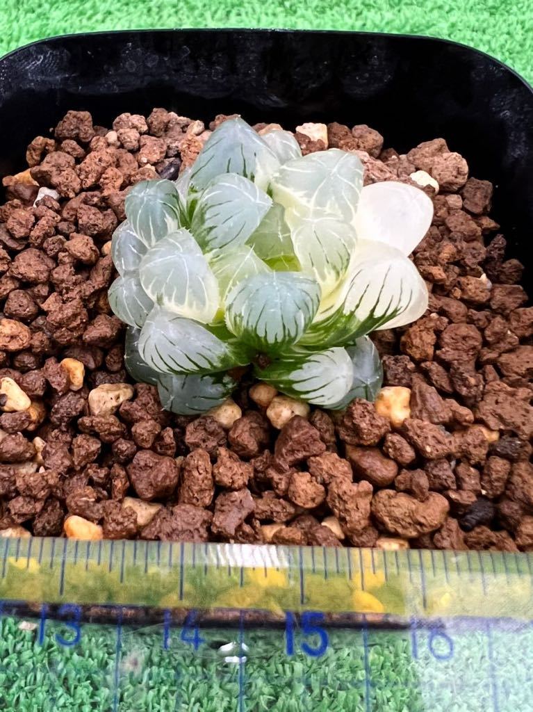 ハオルチア 多肉植物 オブツーサ錦 公式通販 OB-1糊斑 ブラック
