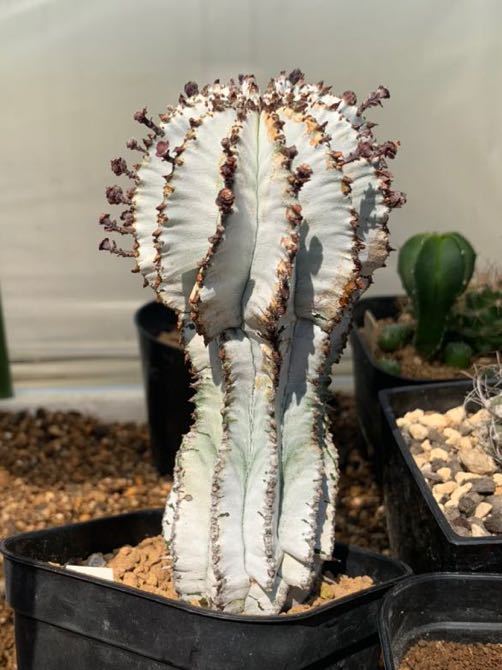 観葉植物 【特大】 ユーフォルビア スノーフレーク ポリゴナ 抜き苗
