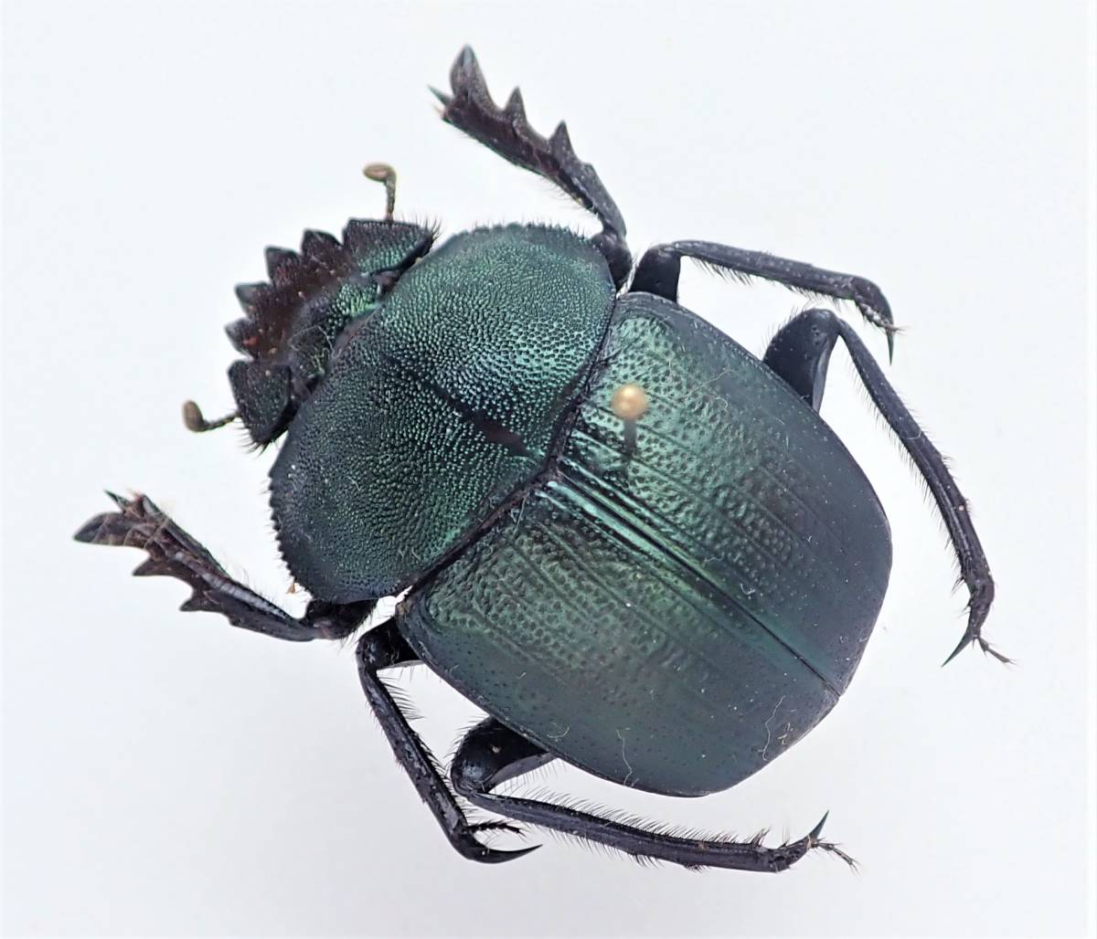 ケンランタマシオコガネ 標本 最近カプセルトイ化された種 最近少ない 京虫