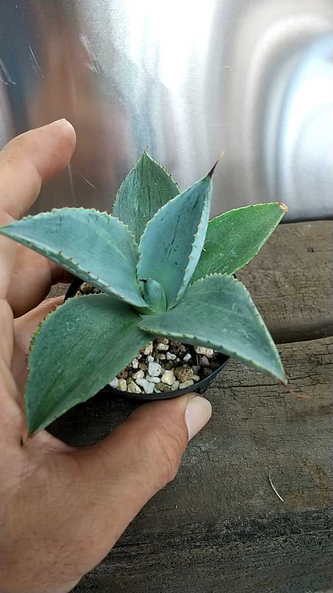 【3a】多肉植物：アガベ ピグマエア ドラゴントゥース*幅16ｃｍ　現品！一品限り