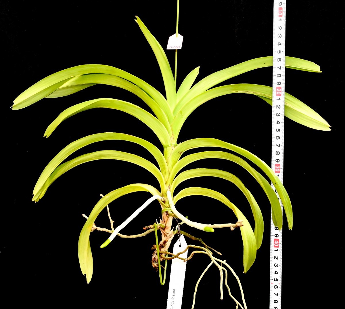 Vanda | nakato-orchids NK幻の希少原種 lamellata ver calayana 実生