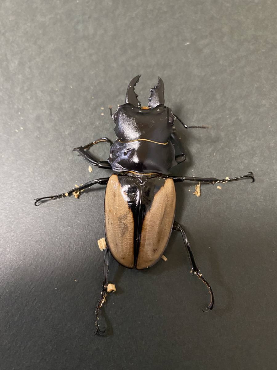 ☆ブルマイ 新成虫☆ブルーマイスター ツヤクワガタ（ニルギル）CBF2 ♂64♀53♀39 トリオ　